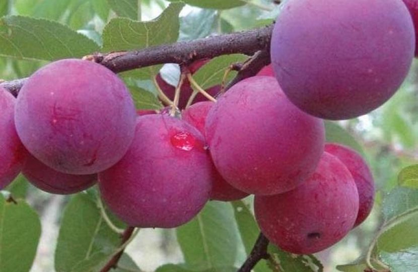 The Denbigh Plum