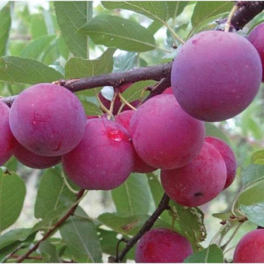 The Denbigh Plum